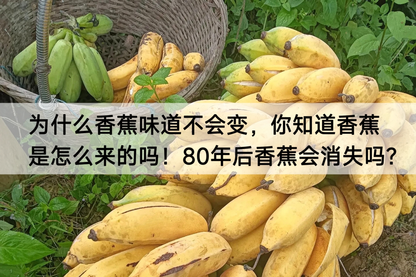 为什么香蕉味道不会变，你知道香蕉是怎么来的吗！80年后香蕉会消失吗？